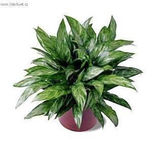Foto: Aglaonema