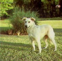 Fotky: Atla�sk� vl��k (foto, obrazky)