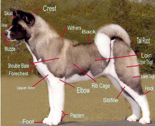 Fotky: Americk� akita (foto, obrazky)