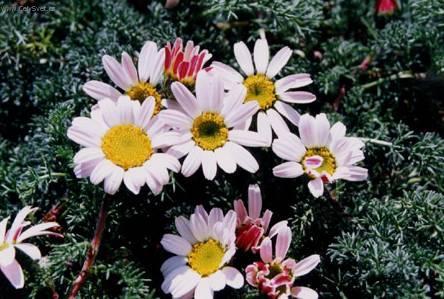 Foto: Anacyclus depressus