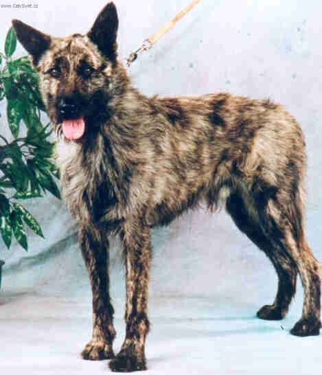 Foto: Ardensk� bouvier