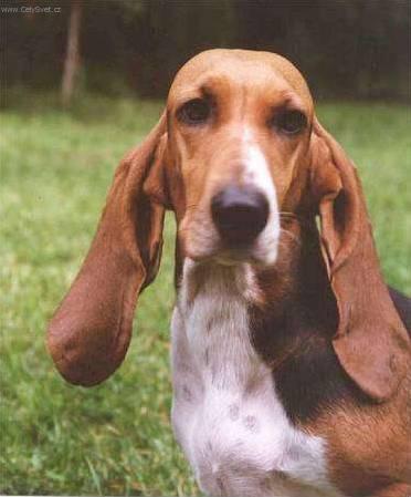 Foto: Art�sko-normandsk� basset