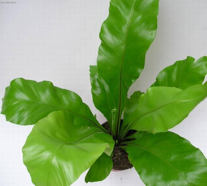 Fotky: Asplenium vlasov� (foto, obrazky)