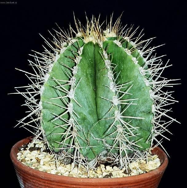 Foto: Astrophytum
