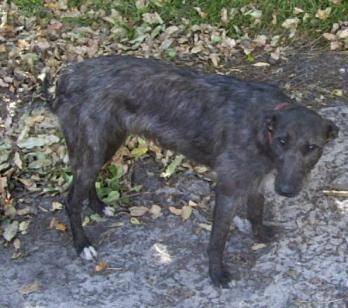 Foto: Australsk� chrt