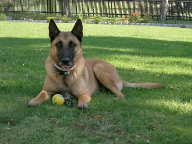 Fotky: Belgick� ov��k - Malinois (foto, obrazky)