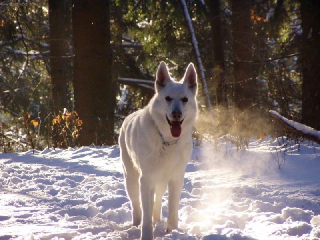 Fotky: B�l� �v�carsk� ov��k (foto, obrazky)