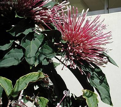 Foto: Blahoke�, klerodendrum