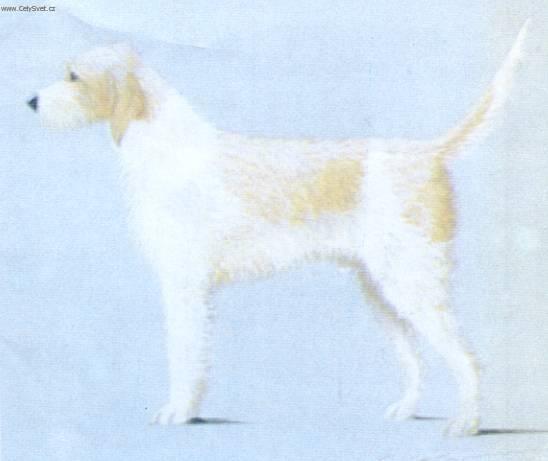 Fotky: Briquet griffon vend�en (foto, obrazky)