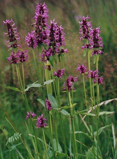 Foto: Bukvice L�ka�sk�