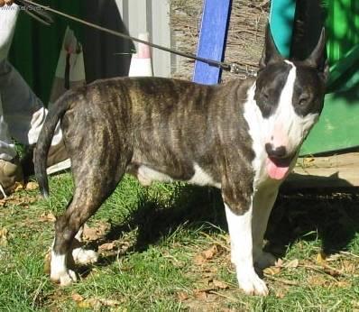 Fotky: Bulteri�r (Bullteri�r) (foto, obrazky)