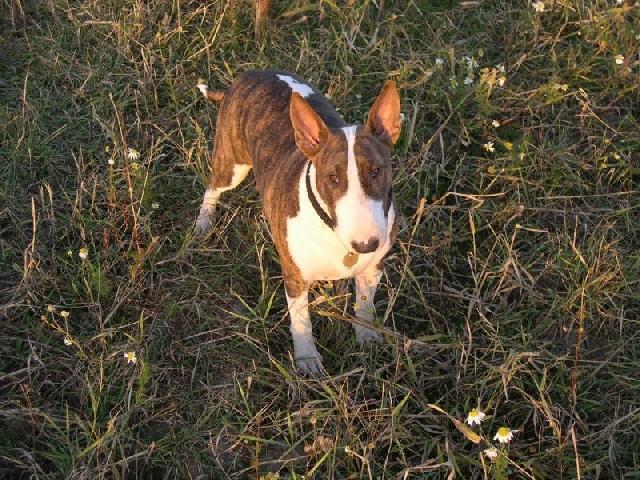 Fotky: Bulteri�r (Bullteri�r) (foto, obrazky)