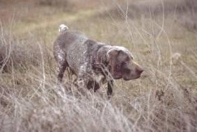 Foto: Burgosk� perdiquero