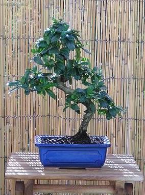 Fotky: �aj fuki (foto, obrazky)