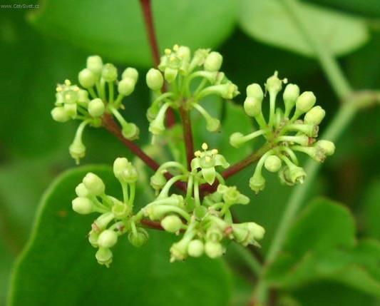 Foto: Cisus, �umen