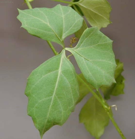 Foto: Cisus, �umen