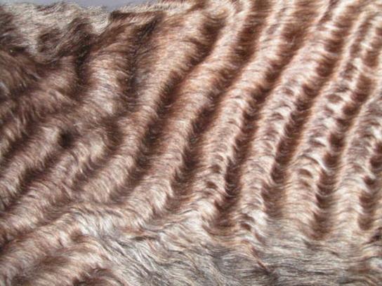 Foto: Cornish Rex-CHS: z Valimaru *Cz