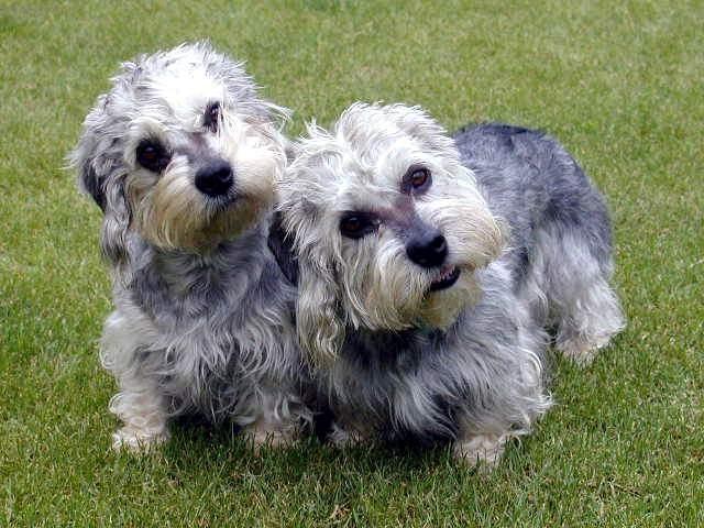 Foto: Dandie Dinmont Terier-Faninka a Ferginka. Majitel: wmilosw@seznam.cz