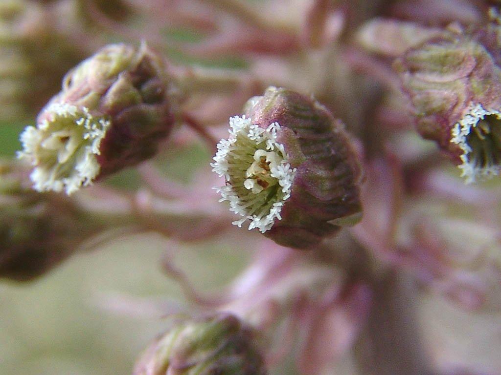 Foto: Dev�tsil L�ka�sk�