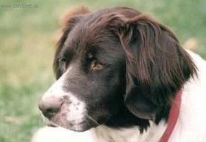 Foto: Dutch Partridge Dog-Majitel: info@vandeflevomare.nl