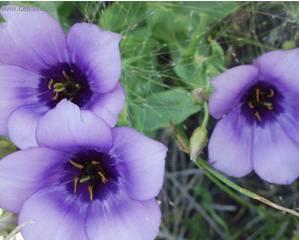 Fotky: Eustoma, j�cnovka (foto, obrazky)