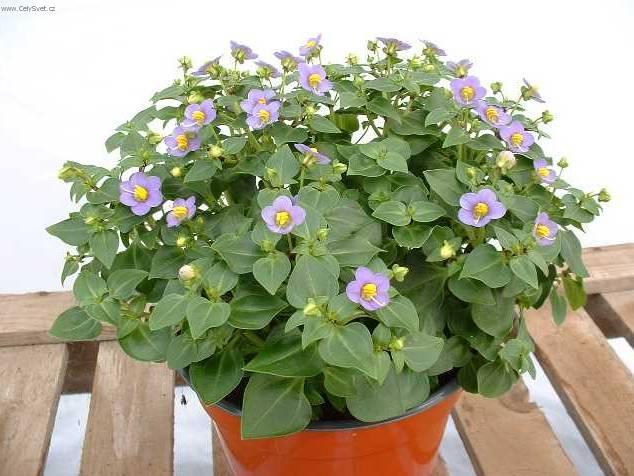 Foto: Exakum, ho�kolist