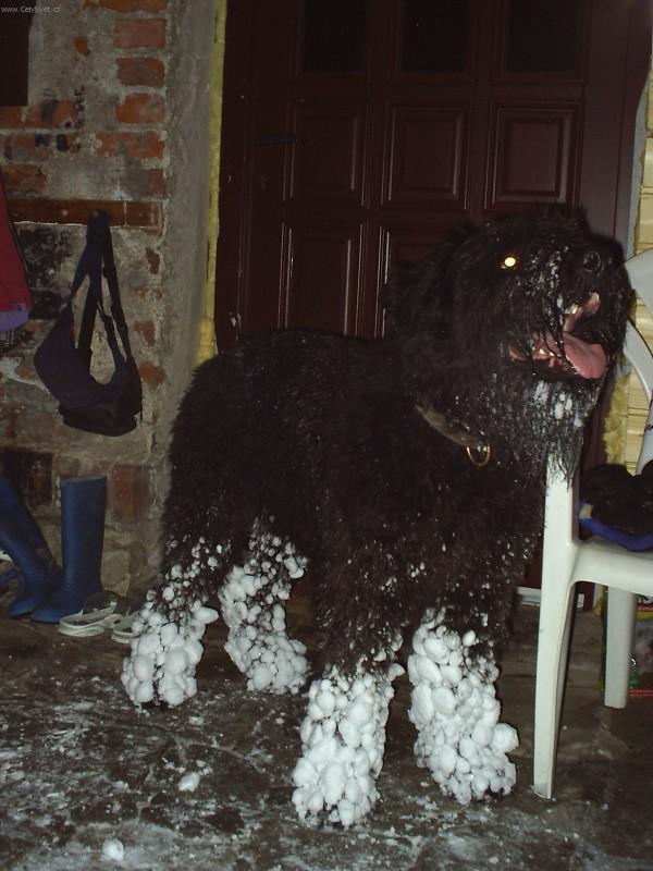 Fotky: Flandersk� bouvier (foto, obrazky)