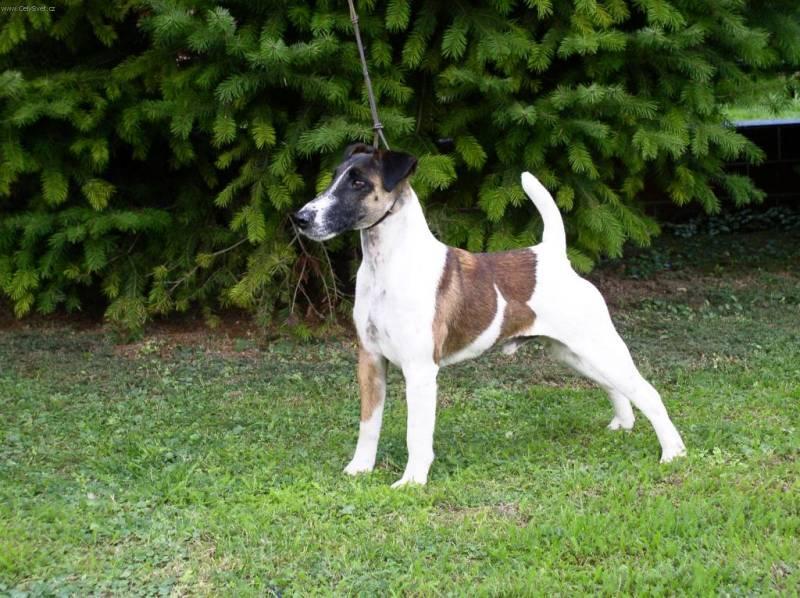 Fotky: Foxteri�r hladkosrst� (foto, obrazky)