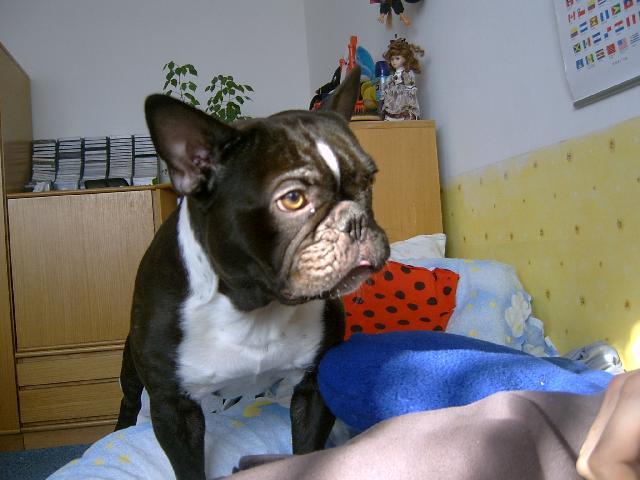 Foto: Francouzsk� buldo�ek-T�m�� dvoulet� �vih�k OZZY. Majitel: SSSaga
