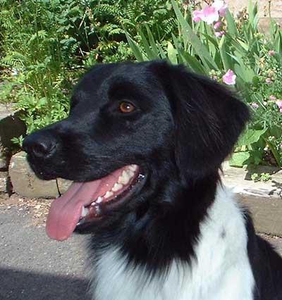 Foto: Fr�zsk� oha�