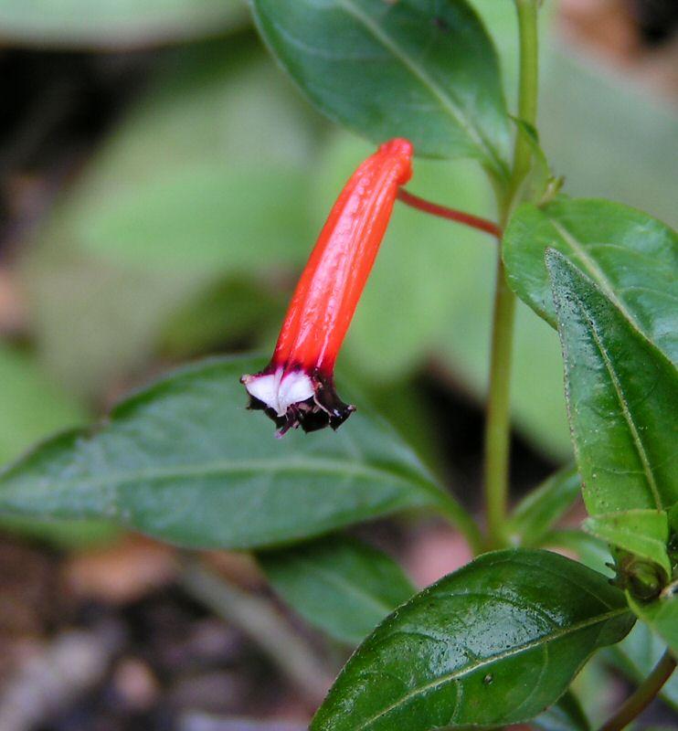 Foto: Hlazenec ohniv�, kufea