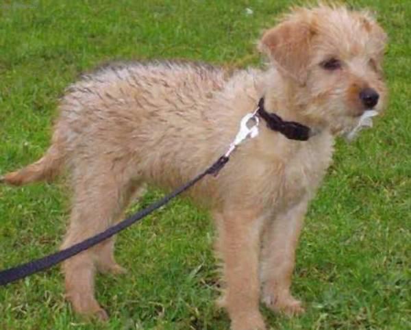 Foto: Holandsk� pin�