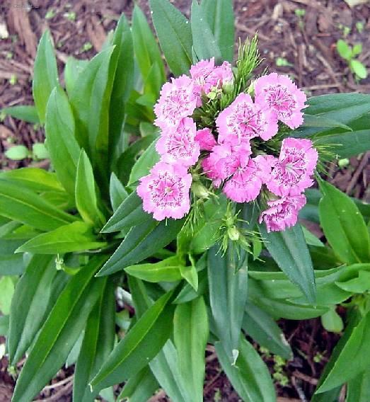 Foto: Hvozdik bradat�