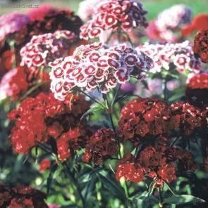 Foto: Hvozdik bradat�