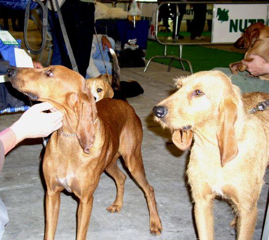 Foto: Italsk� Segugio