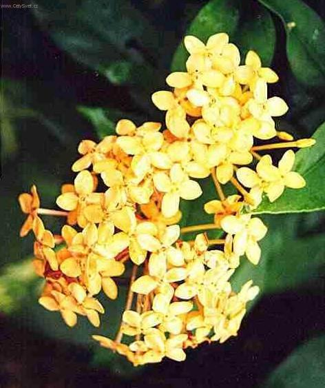 Foto: Ixora �arlatov�