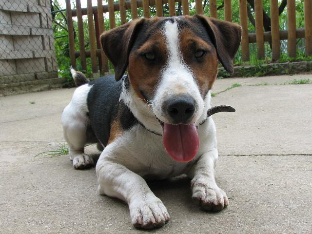 Fotky: Jack Russel�v Teri�r (foto, obrazky)