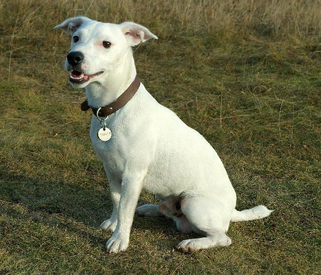 Fotky: Jack Russel�v Teri�r (foto, obrazky)
