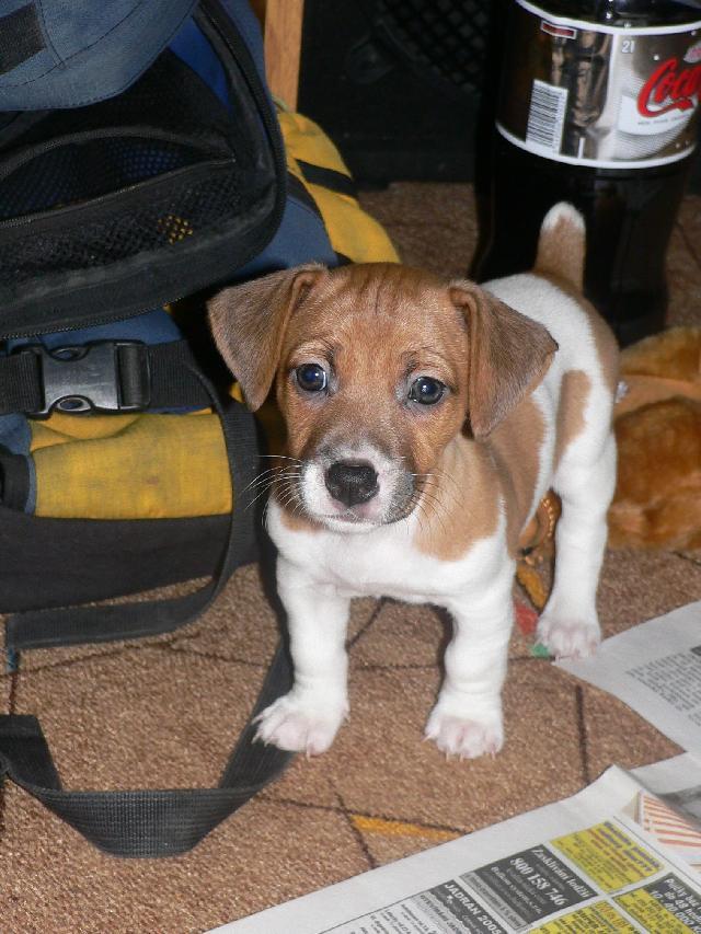 Fotky: Jack Russel�v Teri�r (foto, obrazky)