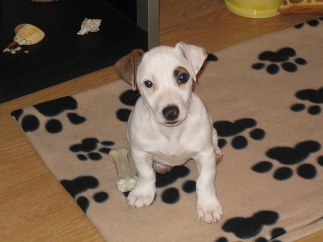 Fotky: Jack Russel�v Teri�r (foto, obrazky)