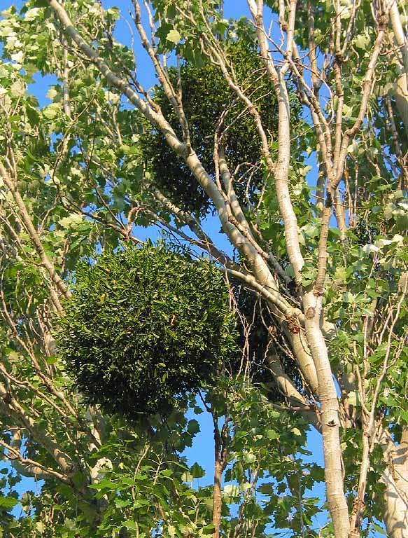 Fotky: Jmel� (foto, obrazky)