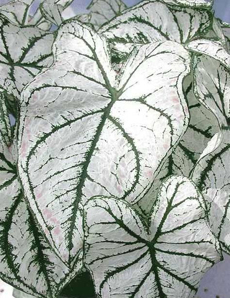 Fotky: Kaladium, ��ovn�k (foto, obrazky)