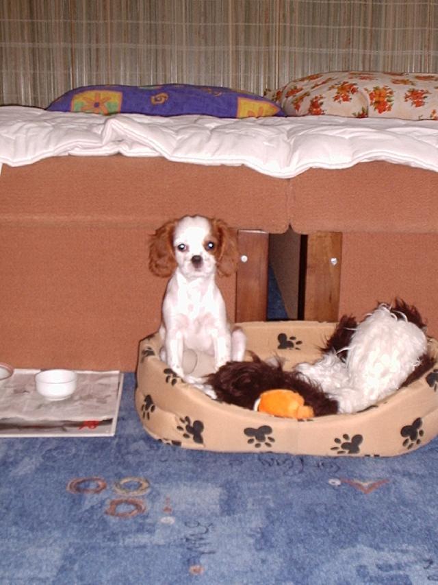 Fotky: Kaval�r King Charles �pan�l (foto, obrazky)