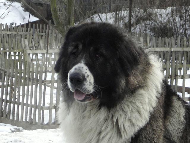 Fotky: Kavkazsk� pasteveck� pes (foto, obrazky)