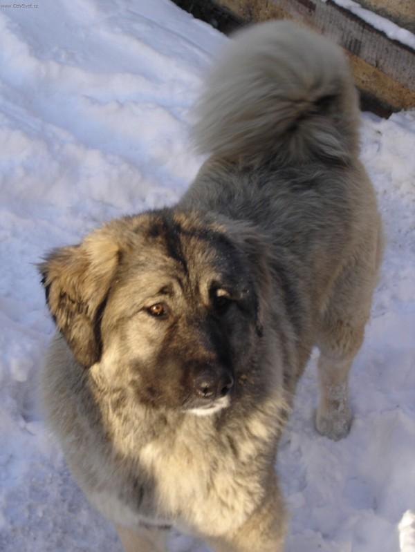 Fotky: Kavkazsk� pasteveck� pes (foto, obrazky)