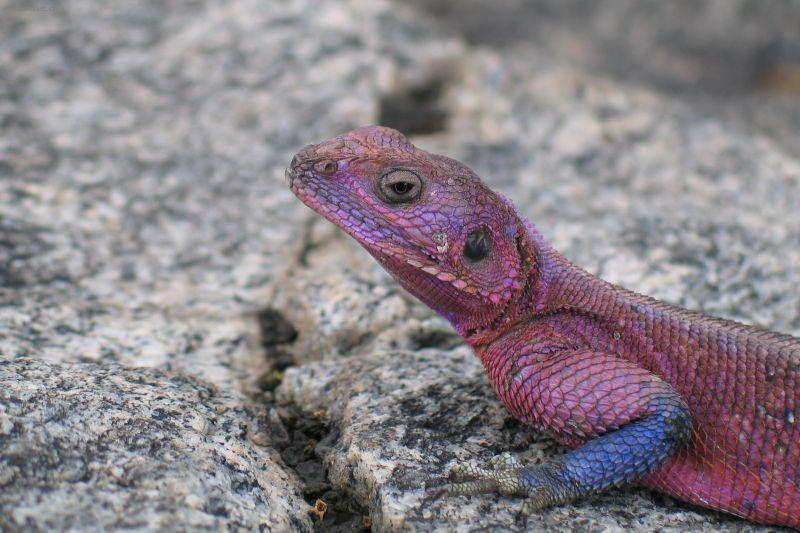 Fotky: Ke�a (cestopis) (foto, obrazky)