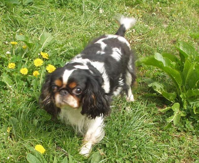 Foto: King Charles �pan�l-Majitelka: Kikina
