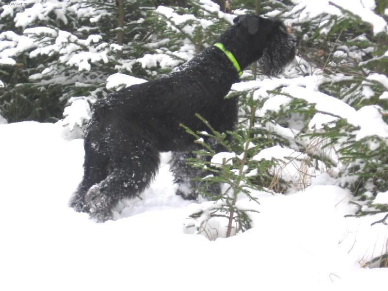Foto: Kn�ra� velk�-Kn�ra�ka Linn - 4,5 roku. Majitel: Libor Vecl