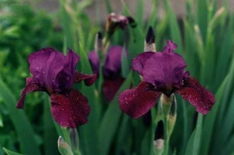 Foto: Kosatec n�zk�