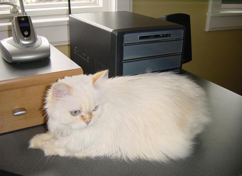 Foto: Kymersk� ko�ka